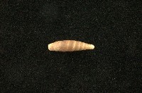 藏品(似謝氏煙管蝸牛)的圖片